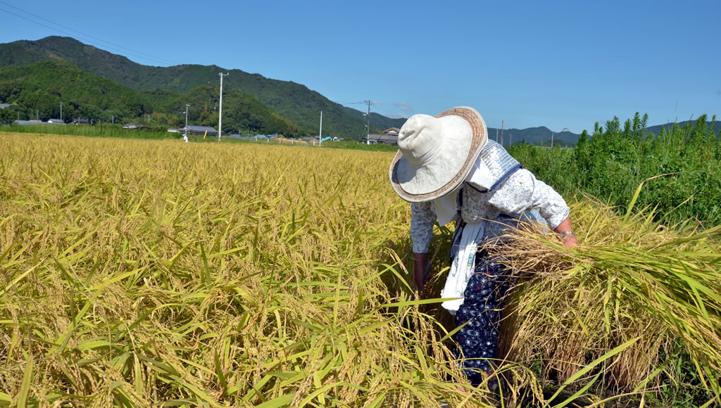 四万十の里 DSC_9421