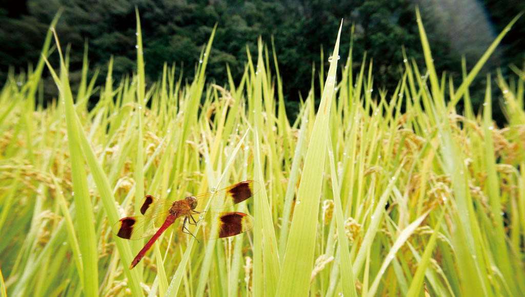 四万十の里 とんぼ